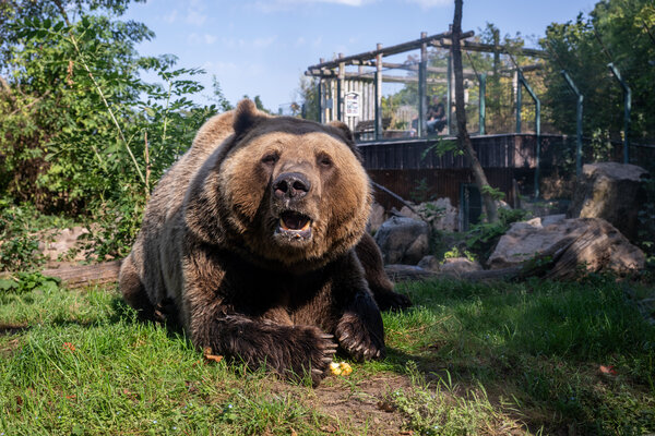 Braunb&auml;ren im Zoo Aschersleben