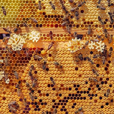 Aktionstag rund um die Bienen