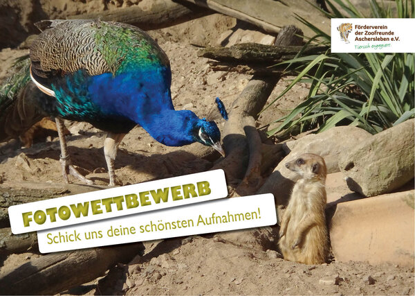 Bild vergr&ouml;&szlig;ern: Fotowettbewerb Zoo-F&ouml;rderverein